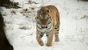 If I Were a Tiger