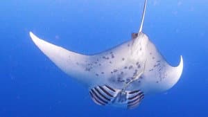 Giants of Palau
