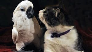 The Tale of the Cockatoo and the Kitty Cat