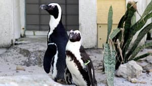 Penguin Shuffle