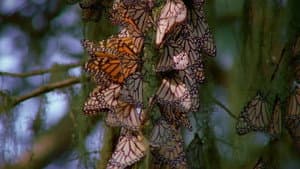 Native to North America