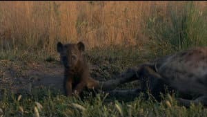 If I Were a Hyena