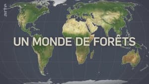 A World of Forests