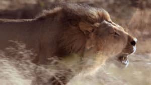Cat Fight