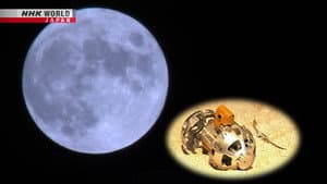 The Moon
