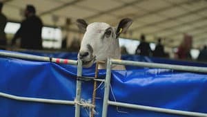 Kelso Ram Sales