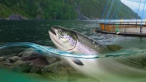 Norway's New Oil
