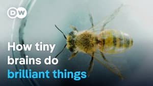 Smart insects