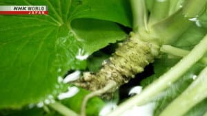 Through the Kitchen Window: The Wasabi Brothers - Finding the Spice of Life