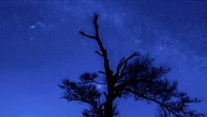 Forging Bonds Under a Starry Sky