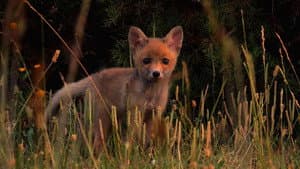 Wild Tuscany: Predators and Prey