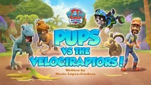 Pups vs The Velociraptors!
