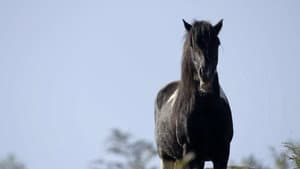 If I Were a Horse