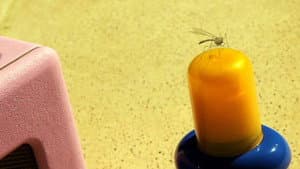 Sunburn
