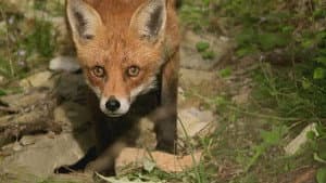 If I Were a Fox