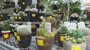 Seeds of Happiness at a Tokyo Garden Center