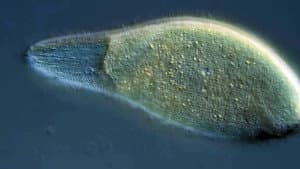 Unsolved Mysteries of the Microcosmos