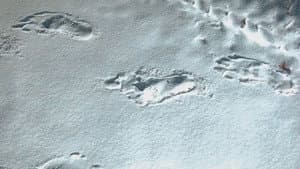 Bigfoot and Yeti