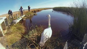 Swan Transplants & Alvord Gliders