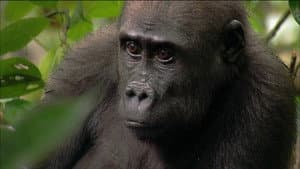 If I Were a Gorilla