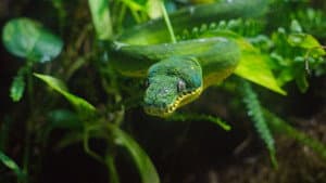 Kortreiste larver