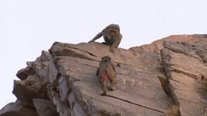 Asian Primates