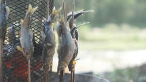 Through the Kitchen Window: For the Love of Akigawa's Sweetfish