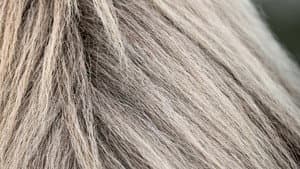 The Tesla, Horsehair Fabrics, Pool Cleaners