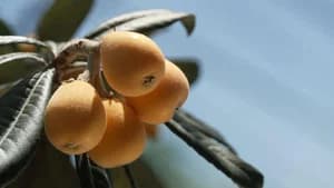 Loquat