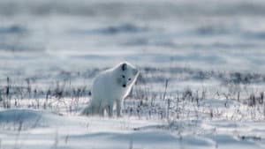 Frozen Kingdoms