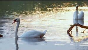 If I Were a Swan