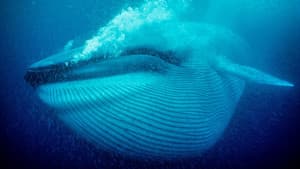 Nature's Biggest Beasts