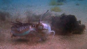 Eat, Prey, Kill