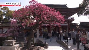 Faith in Tenjin - Prayers from across Japan