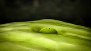 Lettuce