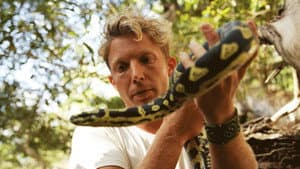 A Biting Tarantula and Venomous Death Adder