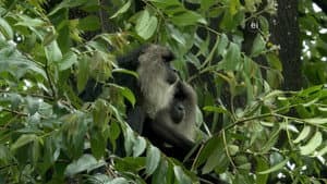 Life in the Trees