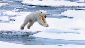 Polar Bear