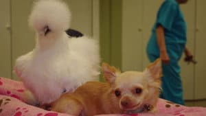 The Chihuahua and the Chicken