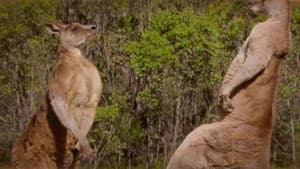 Kangaroo Chronicles