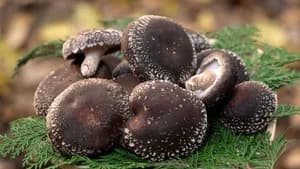 SHIITAKE