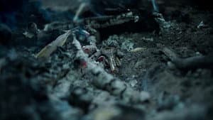 Bones in the Forest