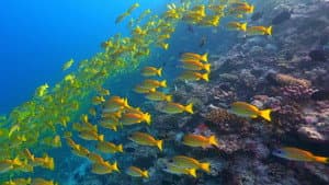 Maldives: Paradise Shrinking