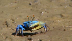 Smallest Species