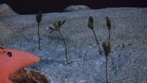 The Seed