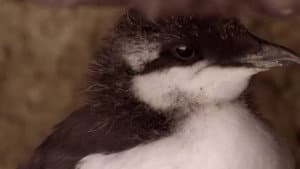 If I Were a Guillemot