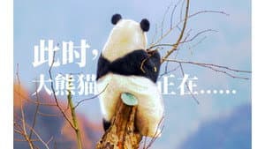Everything you know and don’t know about giant pandas