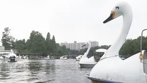 Finding Solace at Inokashira Park