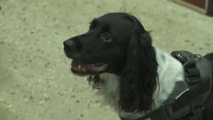 Gizmo the dog picks up a trail