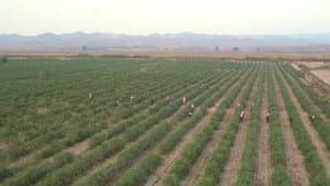 Counting on Red Fruit: China's One Belt One Road Initiative